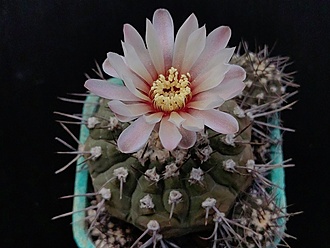 Нажмите на изображение для увеличения.

Название:	Gymnocalycium stellatum v.nigrispinum 2.005.jpg
Просмотров:	269
Размер:	151.4 Кб
ID:	532003