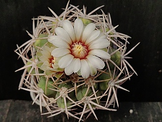 Нажмите на изображение для увеличения.

Название:	Gymnocalycium hybopleurum 2.003.jpg
Просмотров:	507
Размер:	168.1 Кб
ID:	532231