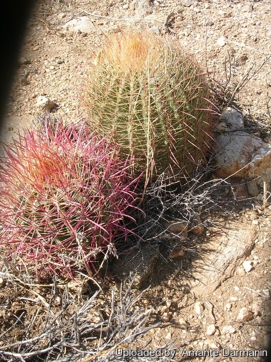 Нажмите на изображение для увеличения.

Название:	Ferocactus_cylindraceus_28895_l.jpg
Просмотров:	165
Размер:	392.7 Кб
ID:	532274