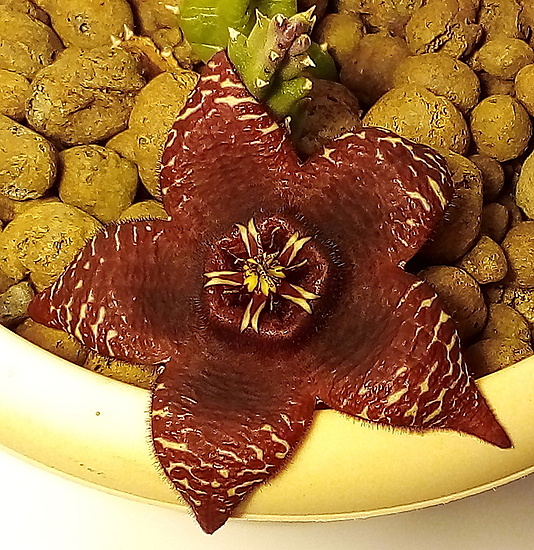 Нажмите на изображение для увеличения.

Название:	Stapelia mutabilis.jpg
Просмотров:	334
Размер:	355.0 Кб
ID:	532283