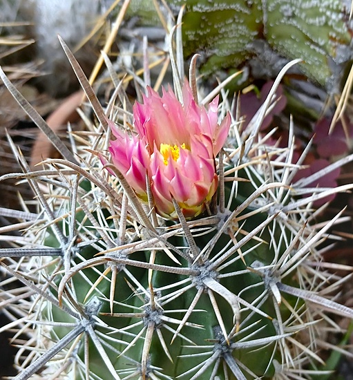 Нажмите на изображение для увеличения.

Название:	Ferocactus fordii 2.jpg
Просмотров:	212
Размер:	273.1 Кб
ID:	532294