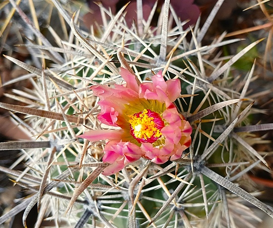 Нажмите на изображение для увеличения.

Название:	Ferocactus fordii 3.jpg
Просмотров:	198
Размер:	245.4 Кб
ID:	532295