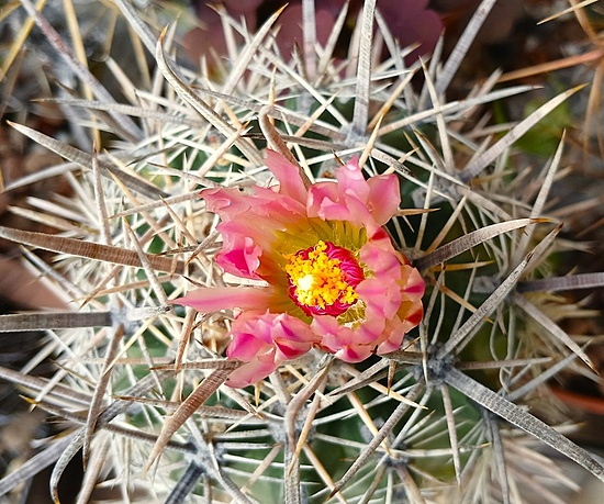 Нажмите на изображение для увеличения.

Название:	Ferocactus fordii 3.jpg
Просмотров:	145
Размер:	245.4 Кб
ID:	532295