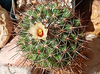 Нажмите на изображение для увеличения.

Название:	Coryphantha clava.jpg
Просмотров:	212
Размер:	277.7 Кб
ID:	532298