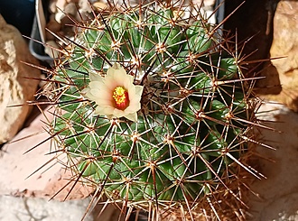 Нажмите на изображение для увеличения.

Название:	Coryphantha clava.jpg
Просмотров:	158
Размер:	277.7 Кб
ID:	532298