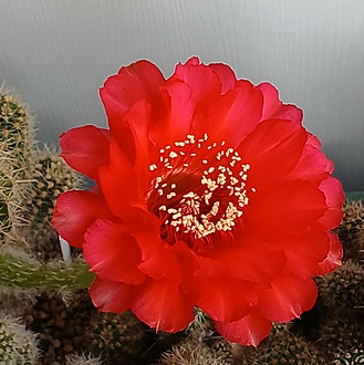 Нажмите на изображение для увеличения.

Название:	Echinopsis cv. 'Hot Lips'.jpg
Просмотров:	161
Размер:	179.6 Кб
ID:	532301