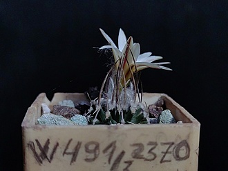 Нажмите на изображение для увеличения.

Название:	Turbinicarpus gracilis 3.002.jpg
Просмотров:	715
Размер:	119.9 Кб
ID:	532359