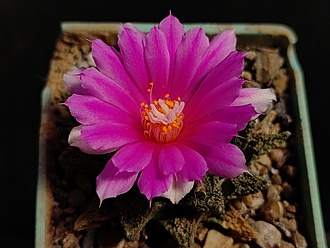 Нажмите на изображение для увеличения.

Название:	Roseocactus fissuratus v.hintonii 2.005.jpg
Просмотров:	400
Размер:	156.8 Кб
ID:	532361