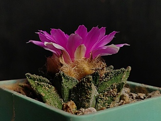 Нажмите на изображение для увеличения.

Название:	Roseocactus fissuratus v.hintonii 2.004.jpg
Просмотров:	714
Размер:	152.8 Кб
ID:	532362