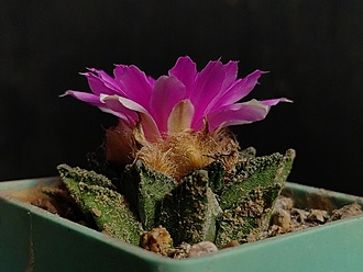 Нажмите на изображение для увеличения.

Название:	Roseocactus fissuratus v.hintonii 2.004.jpg
Просмотров:	402
Размер:	152.8 Кб
ID:	532362