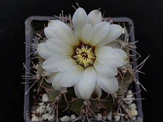 Нажмите на изображение для увеличения.

Название:	Gymnocalycium moserianum 2.007.jpg
Просмотров:	900
Размер:	139.5 Кб
ID:	532414
