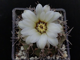 Нажмите на изображение для увеличения.

Название:	Gymnocalycium moserianum 2.007.jpg
Просмотров:	158
Размер:	139.5 Кб
ID:	532414