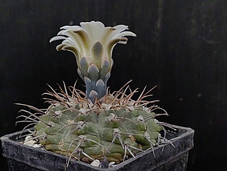 Нажмите на изображение для увеличения.

Название:	Gymnocalycium moserianum 2.006.jpg
Просмотров:	886
Размер:	171.1 Кб
ID:	532415