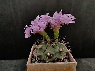 Нажмите на изображение для увеличения.

Название:	Gymnocalycium damsii ssp.evae v.boosii STO 1711 2. 004.jpg
Просмотров:	505
Размер:	185.7 Кб
ID:	532511