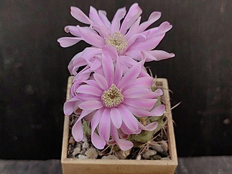 Нажмите на изображение для увеличения.

Название:	Gymnocalycium damsii ssp.evae v.boosii STO 1711 2. 005.jpg
Просмотров:	495
Размер:	152.8 Кб
ID:	532512