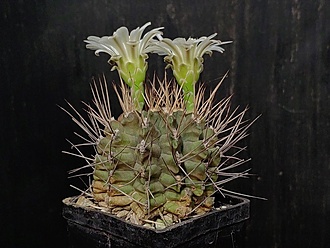 Нажмите на изображение для увеличения.

Название:	Gymnocalycium michoga 2.006.jpg
Просмотров:	404
Размер:	177.5 Кб
ID:	532538