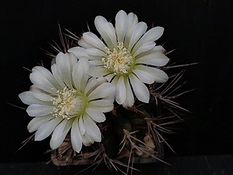 Нажмите на изображение для увеличения.

Название:	Gymnocalycium michoga 2.007.jpg
Просмотров:	396
Размер:	128.4 Кб
ID:	532539