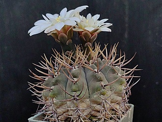 Нажмите на изображение для увеличения.

Название:	Gymnocalycium intertextum 3.004.jpg
Просмотров:	405
Размер:	202.0 Кб
ID:	532541