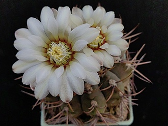 Нажмите на изображение для увеличения.

Название:	Gymnocalycium intertextum 3.005.jpg
Просмотров:	396
Размер:	148.0 Кб
ID:	532542