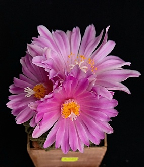 Нажмите на изображение для увеличения.

Название:	roseocactus  fissuratus 17.jpg
Просмотров:	360
Размер:	135.5 Кб
ID:	532614