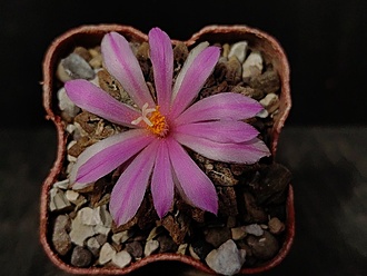 Нажмите на изображение для увеличения.

Название:	Roseocactus kotschoubeyanus 3.005.jpg
Просмотров:	227
Размер:	152.8 Кб
ID:	532710