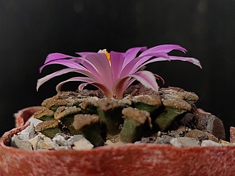 Нажмите на изображение для увеличения.

Название:	Roseocactus kotschoubeyanus 3.004.jpg
Просмотров:	224
Размер:	153.4 Кб
ID:	532711