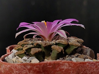 Нажмите на изображение для увеличения.

Название:	Roseocactus kotschoubeyanus 3.004.jpg
Просмотров:	153
Размер:	153.4 Кб
ID:	532711