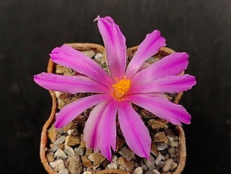 Нажмите на изображение для увеличения.

Название:	Roseocactus kotschoubeyanus v.elephantidens 1.005.jpg
Просмотров:	224
Размер:	169.2 Кб
ID:	532712