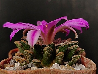 Нажмите на изображение для увеличения.

Название:	Roseocactus kotschoubeyanus v.elephantidens 1.004.jpg
Просмотров:	152
Размер:	170.7 Кб
ID:	532713