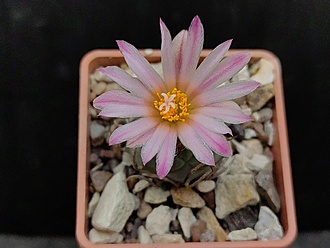 Нажмите на изображение для увеличения.

Название:	Turbinicarpus schwarzii v.rubriflora 2.005.jpg
Просмотров:	319
Размер:	140.2 Кб
ID:	532895