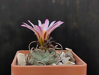 Нажмите на изображение для увеличения.

Название:	Turbinicarpus schwarzii v.rubriflora 2.004.jpg
Просмотров:	390
Размер:	142.3 Кб
ID:	532896
