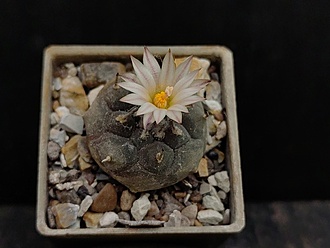 Нажмите на изображение для увеличения.

Название:	Turbinicarpus jauernigii PP 190 1.003.jpg
Просмотров:	109
Размер:	129.4 Кб
ID:	533132