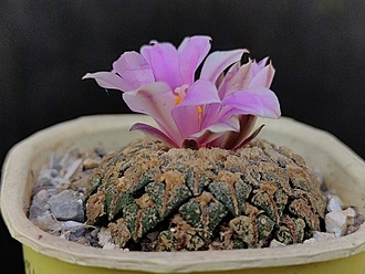 Нажмите на изображение для увеличения.

Название:	Roseocactus kotschoubeyanus v.macdovellii 1.010.jpg
Просмотров:	515
Размер:	180.4 Кб
ID:	533186