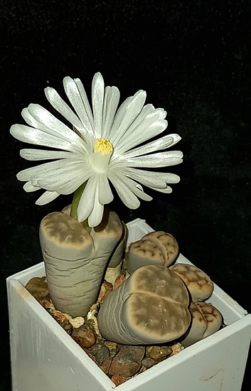 Нажмите на изображение для увеличения.

Название:	Lithops karasmontana   4.jpg
Просмотров:	69
Размер:	125.9 Кб
ID:	533538