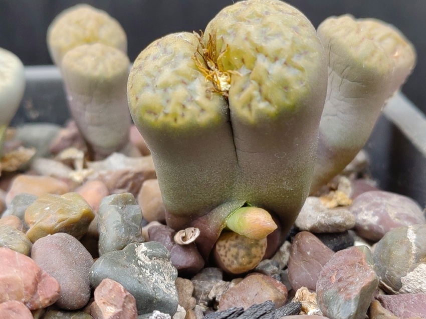 Нажмите на изображение для увеличения.  Название:	Lithops insularis 1.001b.jpg Просмотров:	0 Размер:	198.9 Кб ID:	533577