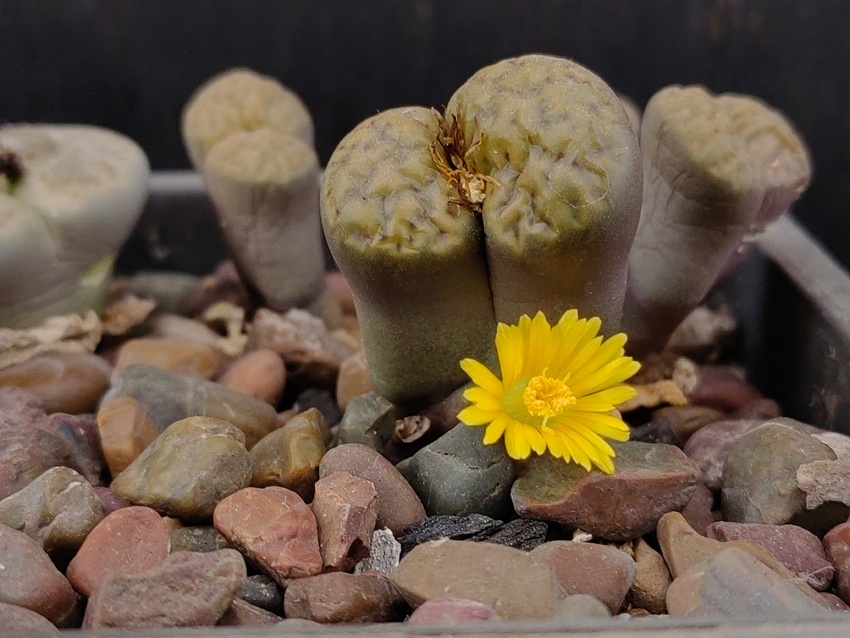 Нажмите на изображение для увеличения.

Название:	Lithops insularis 1.011.jpg
Просмотров:	384
Размер:	179.5 Кб
ID:	533787