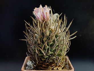 Нажмите на изображение для увеличения.

Название:	Turbinicarpus schmiedickeanus 3.005.jpg
Просмотров:	846
Размер:	162.7 Кб
ID:	534365