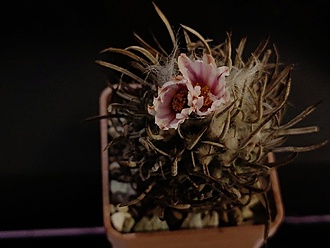 Нажмите на изображение для увеличения.

Название:	Turbinicarpus schmiedickeanus 3.006.jpg
Просмотров:	830
Размер:	122.2 Кб
ID:	534366