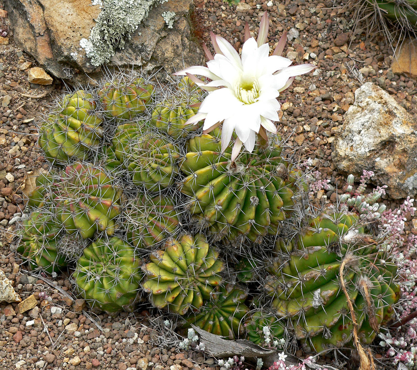 Нажмите на изображение для увеличения.  Название:	Echinopsis_rojasii_albiflora_1.jpg Просмотров:	0 Размер:	558.5 Кб ID:	534687