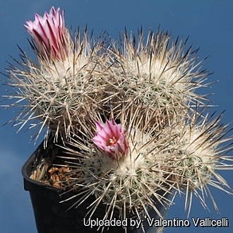 Нажмите на изображение для увеличения.

Название:	Gymnocactus_mandragora_15856_m.jpg
Просмотров:	618
Размер:	115.9 Кб
ID:	535268