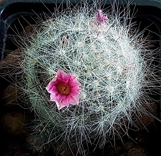 Нажмите на изображение для увеличения.

Название:	Mammillaria glassii v. nominis-dulcis.jpg
Просмотров:	438
Размер:	401.3 Кб
ID:	535452