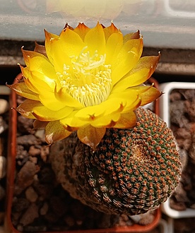 Нажмите на изображение для увеличения.

Название:	Reicheocactus pseudoreicheanus.jpg
Просмотров:	162
Размер:	205.2 Кб
ID:	537311