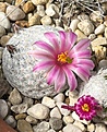 Нажмите на изображение для увеличения.

Название:	IMG_1200.jpg
Просмотров:	165
Размер:	254.3 Кб
ID:	537323