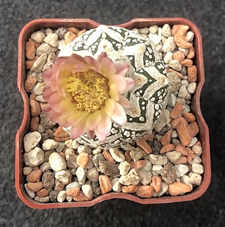 Нажмите на изображение для увеличения.

Название:	Astrophytum asterias cv. Super Kabuto V-type.jpg
Просмотров:	119
Размер:	275.5 Кб
ID:	537368