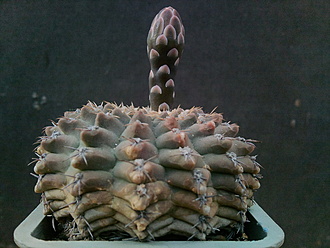 Нажмите на изображение для увеличения.  Название:	Gymnocalycium quehlianum v.albispinum 1.001.jpg Просмотров:	0 Размер:	186.1 Кб ID:	537381