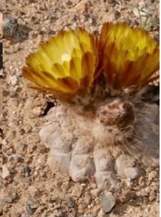 Нажмите на изображение для увеличения.

Название:	Eriosyce tuberculosa.jpg
Просмотров:	189
Размер:	26.8 Кб
ID:	537785