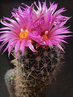 Нажмите на изображение для увеличения.

Название:	Neobessia roseiflora 1.005.jpg
Просмотров:	309
Размер:	213.2 Кб
ID:	538742