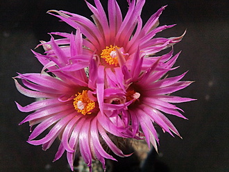 Нажмите на изображение для увеличения.

Название:	Neobessia roseiflora 1.006.jpg
Просмотров:	303
Размер:	208.2 Кб
ID:	538743