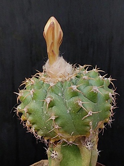 Нажмите на изображение для увеличения.  Название:	Discocactus alteolens 1.001.jpg Просмотров:	2 Размер:	173.8 Кб ID:	538799