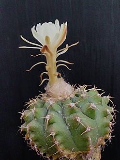 Нажмите на изображение для увеличения.  Название:	Discocactus alteolens 1.001b.jpg Просмотров:	2 Размер:	175.9 Кб ID:	538801